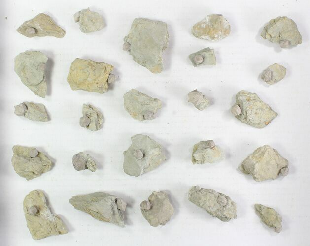 Wholesale Lot of Blastoid Fossils On Shale - Pieces #78035